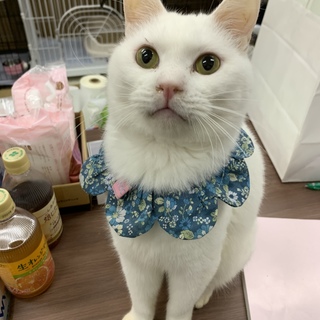 <サバイバーズ>人が大好きいちごくん