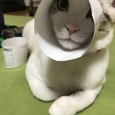 の写真
