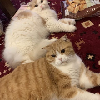 スコティッシュフォールド2匹