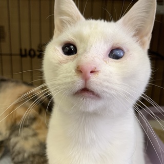 <サバイバーズ>ハクちゃん