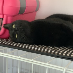 猫の譲渡会@YAOMON サムネイル2