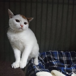 猫の譲渡会@YAOMON サムネイル3