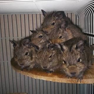 １０月産まれデグー5匹