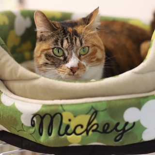 可愛い顔だち★ツンデレ美人のちび三毛ちゃん