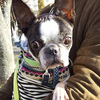 元気いっぱい！ボストンテリア♀　推定5~6歳