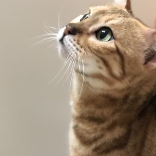 新しい家族ができました！（エンチョ）