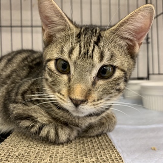 <サバイバーズ>ベンガルmix次郎くん