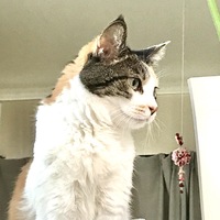 みるく