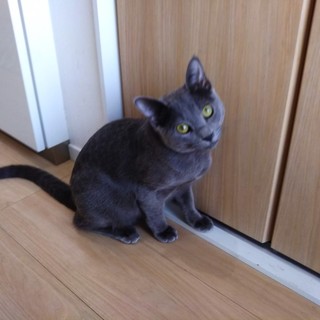 生後7ヵ月★やんちゃなロシアンブルーの男の子