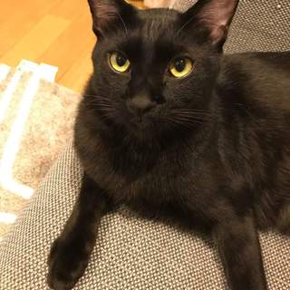 おこげくん