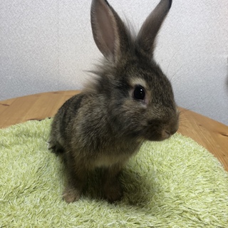ミニうさぎの里親さん募集