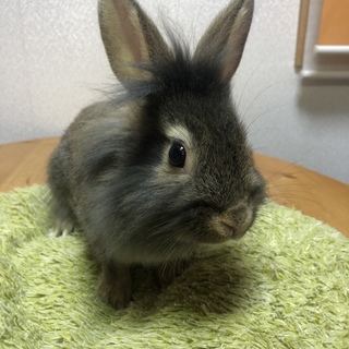 ミニうさぎの里親さん募集