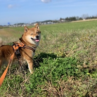 まるこめ