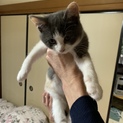 完全室内飼いの仔猫9月10日産まれ