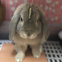 かまちょ