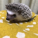 10月29日生まれのハリネズミの赤ちゃん