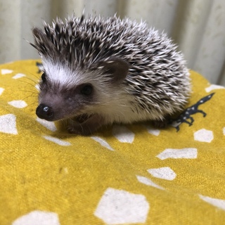 10月29日生まれのハリネズミの赤ちゃん