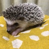 10月29日生まれのハリネズミの赤ちゃん サムネイル2