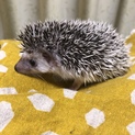 10月29日生まれのハリネズミの赤ちゃん