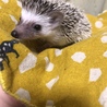 10月29日生まれのハリネズミの赤ちゃん サムネイル2