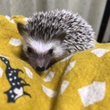 10月29日生まれのハリネズミの赤ちゃん