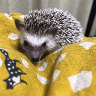 10月29日生まれのハリネズミの赤ちゃん