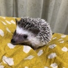 10月29日生まれのハリネズミの赤ちゃん サムネイル2