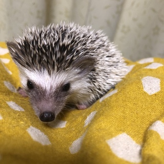 10月29日生まれのハリネズミの赤ちゃん