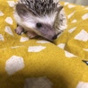 10月29日生まれのハリネズミの赤ちゃん サムネイル2
