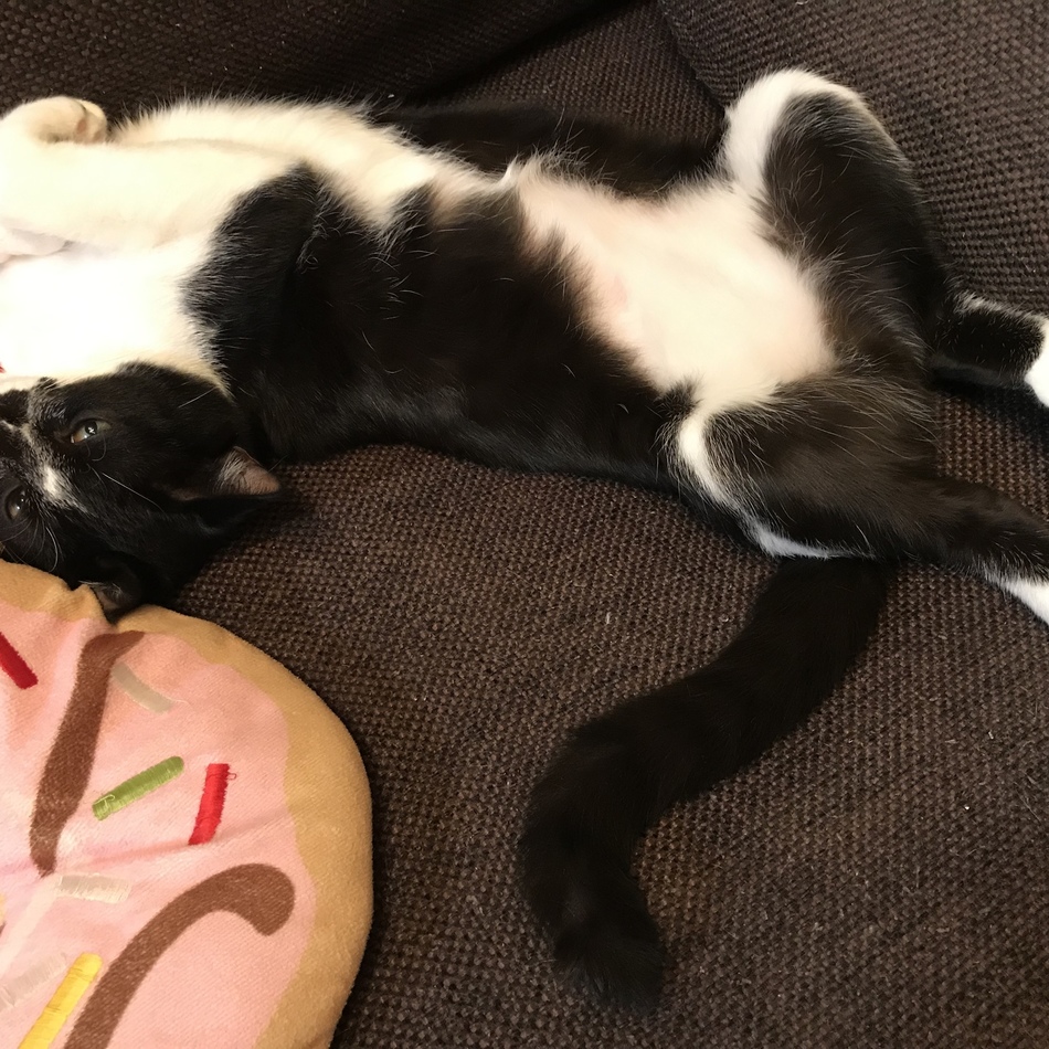 ちゃあのカバー写真