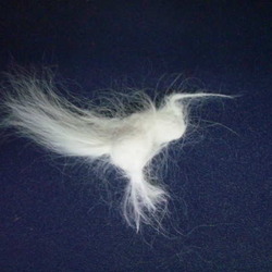 「鳥？」サムネイル1