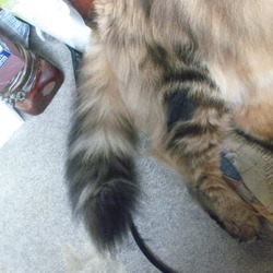 「鳥？」サムネイル2