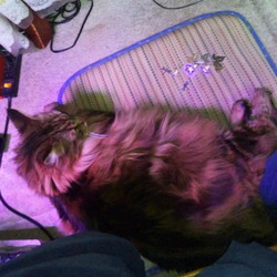 「鳥？」サムネイル3