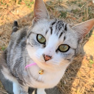 先住猫ちゃんいるお宅も安心！気立ての良いミー君！