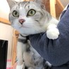 先住猫ちゃんいるお宅も安心！気立ての良いミー君！ サムネイル2