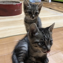 入間ショッピングプラザサイオス犬猫里親会 サムネイル2