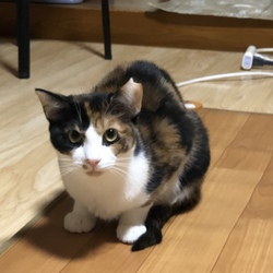 入間ショッピングプラザサイオス犬猫里親会 サムネイル3