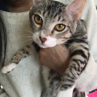 ペット不可の多頭飼育！サバ白デトくん約1歳