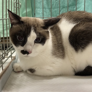 人が大好き❤︎ラグドール風の男の子