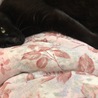 眠りに誘うアッシュ