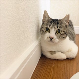 エクレアちゃん　生後9か月姉妹2匹一緒に