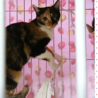 生後6ヶ月の三毛★姉妹猫①