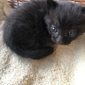 もうすぐ1ヶ月※ビビリで甘えん坊な黒猫ちゃん