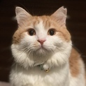 ジャイアン君