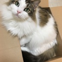 人懐っこいノルウェージャンフォレストキャットです