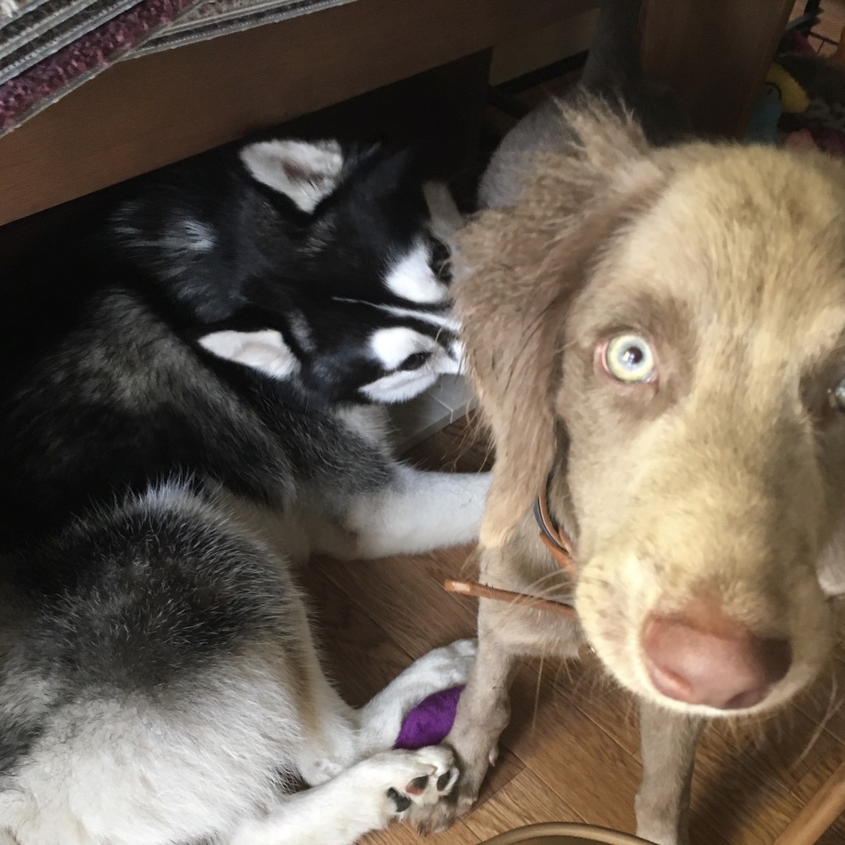 トミーのカバー写真