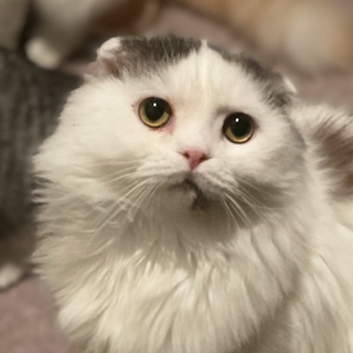 【募集一時停止中】トコトコ君