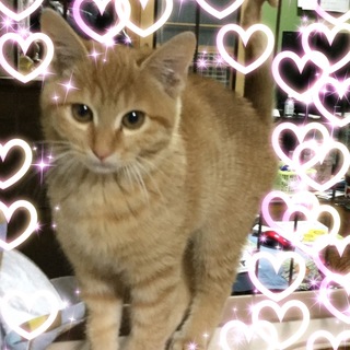 イケニャン兄弟きなことゴマ(きなこちゃん♪)