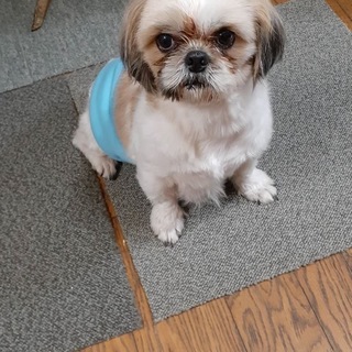 ３歳＊シーズー男の子