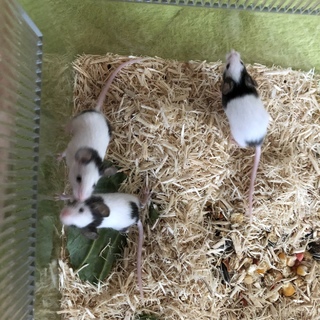 パンダマウス・ベビー(生後約1ヶ月)